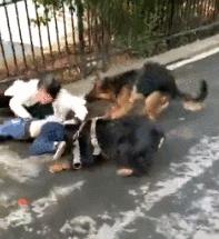 惊险!出门遇到疯狗撕咬孩子!怎么办?急