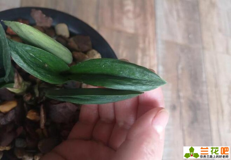 兰花皮草,皮草兰花