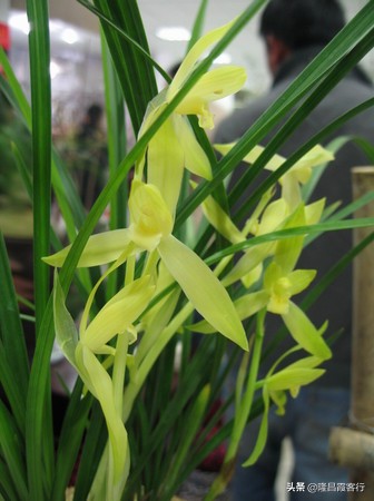 隆昌素“云顶香”险些绝迹的旧事