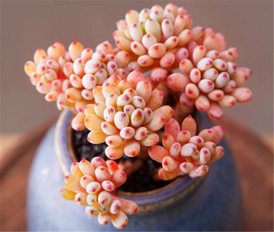 粉蓝多肉的图片,多肉粉色提示图