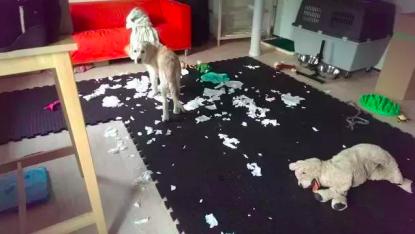 上班族养狗正确方法,上班族怎么养刚满月的狗