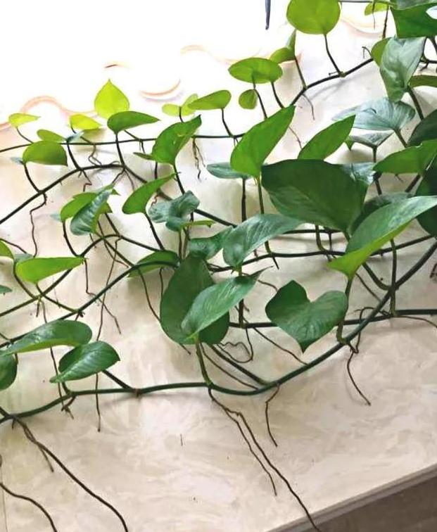 绿萝浇什么养得旺盛妙招,浇什么水才能让绿萝长得茂盛