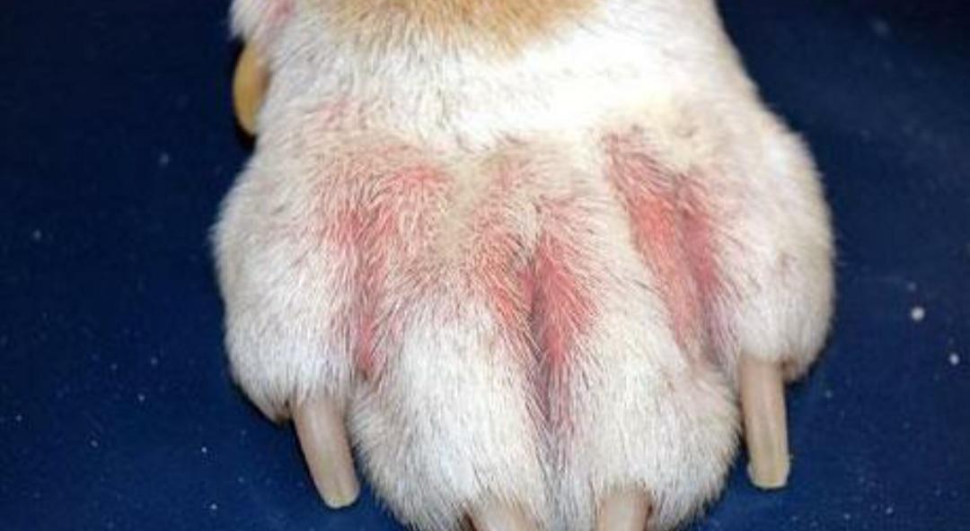 狗狗趾间腺炎主人用碘伏治疗，几天后狗狗脚部流血疼得无法站立