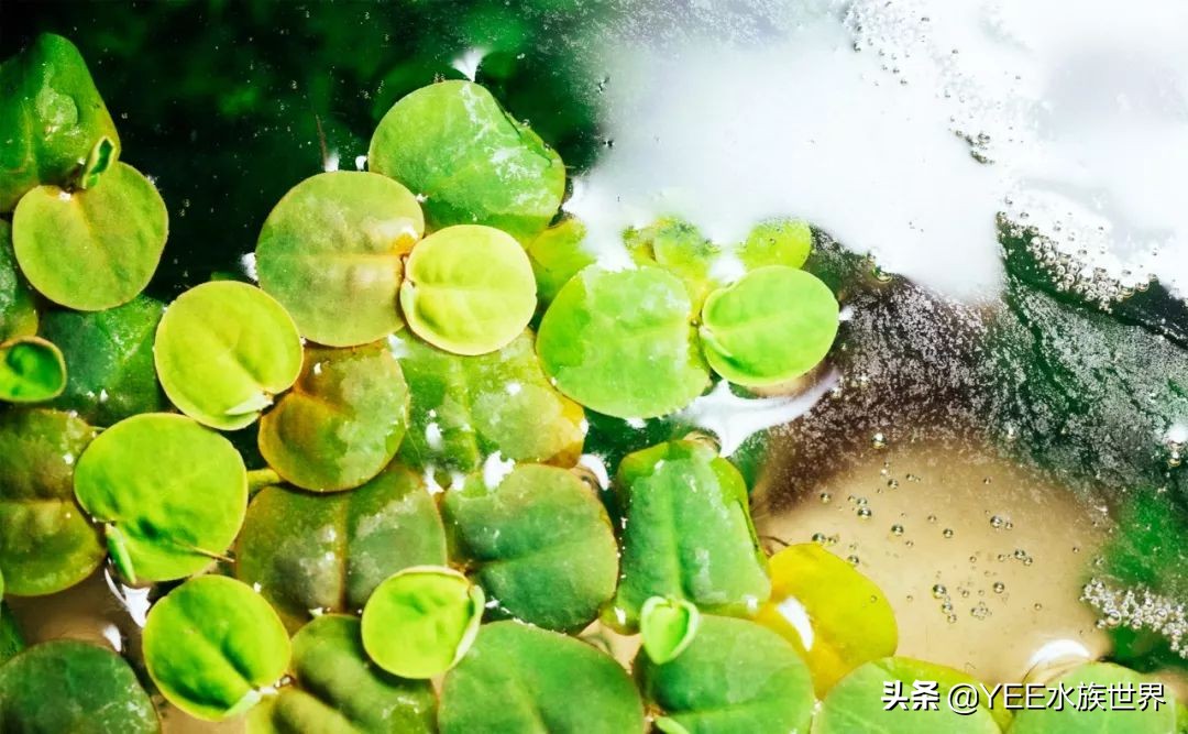 买硝化细菌是不是智商税,硝化细菌买液态的好还是买胶囊好