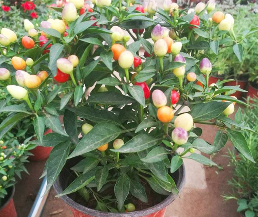 目前种植哪些作物最赚钱,懒人种植什么农作物最赚钱