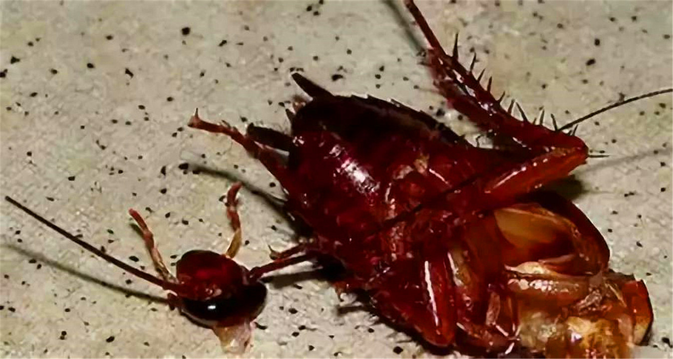 一只蟑螂被砍了头最多能活多久,蟑螂被杀后能活多久