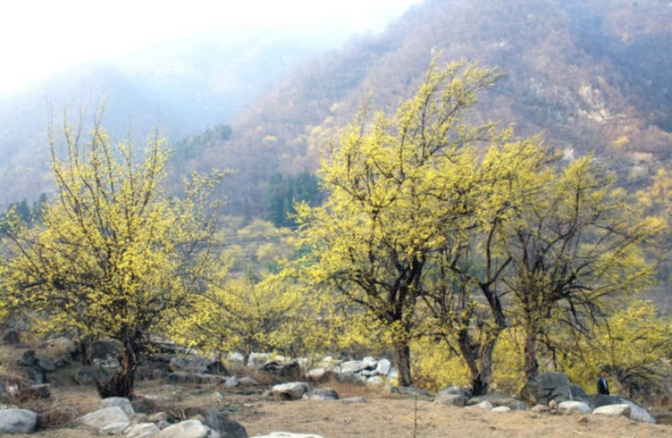 南召宝天曼地质公园,宝天曼内乡地质公园