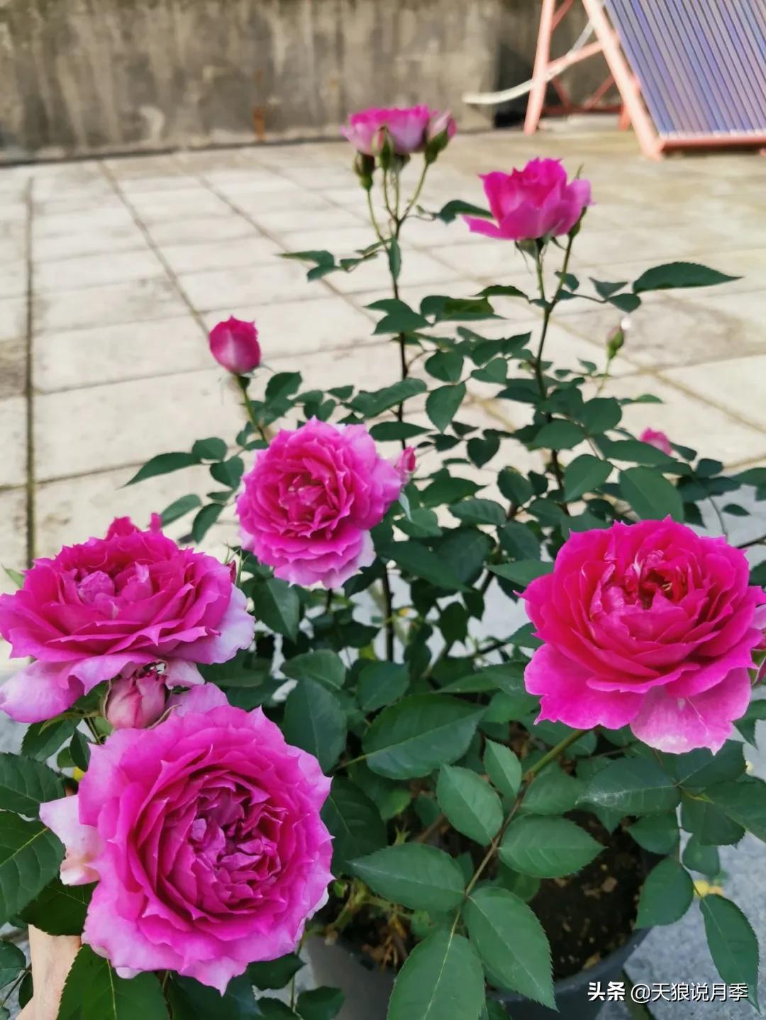 月季花是时候展现真正的技术了 (开春的第一波月季花就这么过去了)