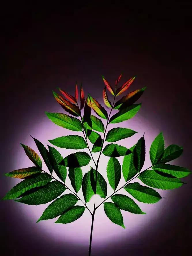 华为新影像大赛9张图,2019华为新影像大赛