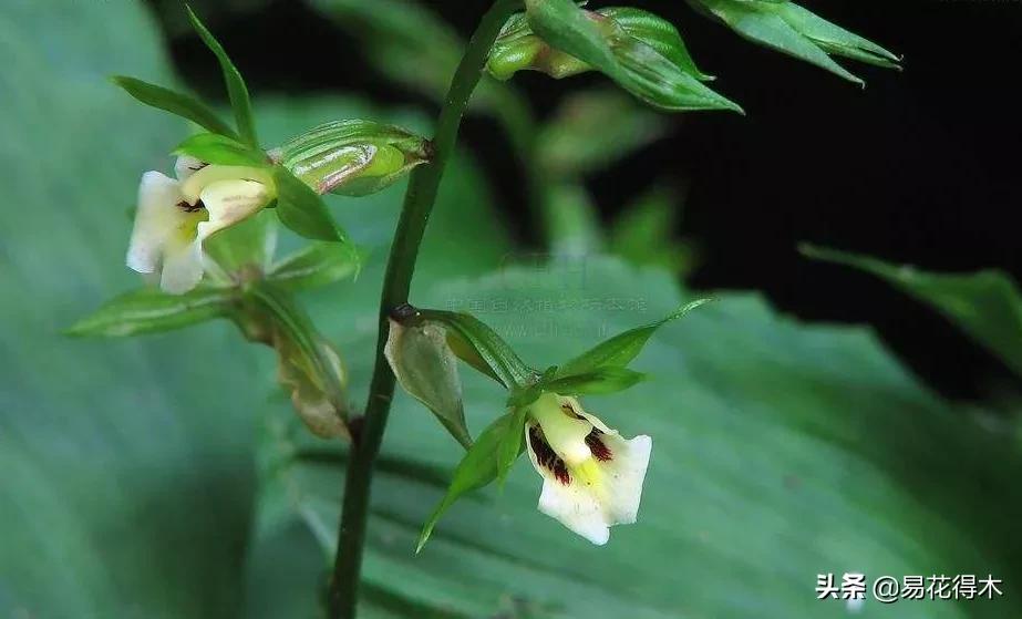 吻兰,云南稀有兰花品种图片金边蕙兰