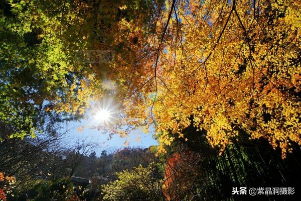 700年历史的日本小寺,为了看秋叶要买两次票,一次比一次贵
