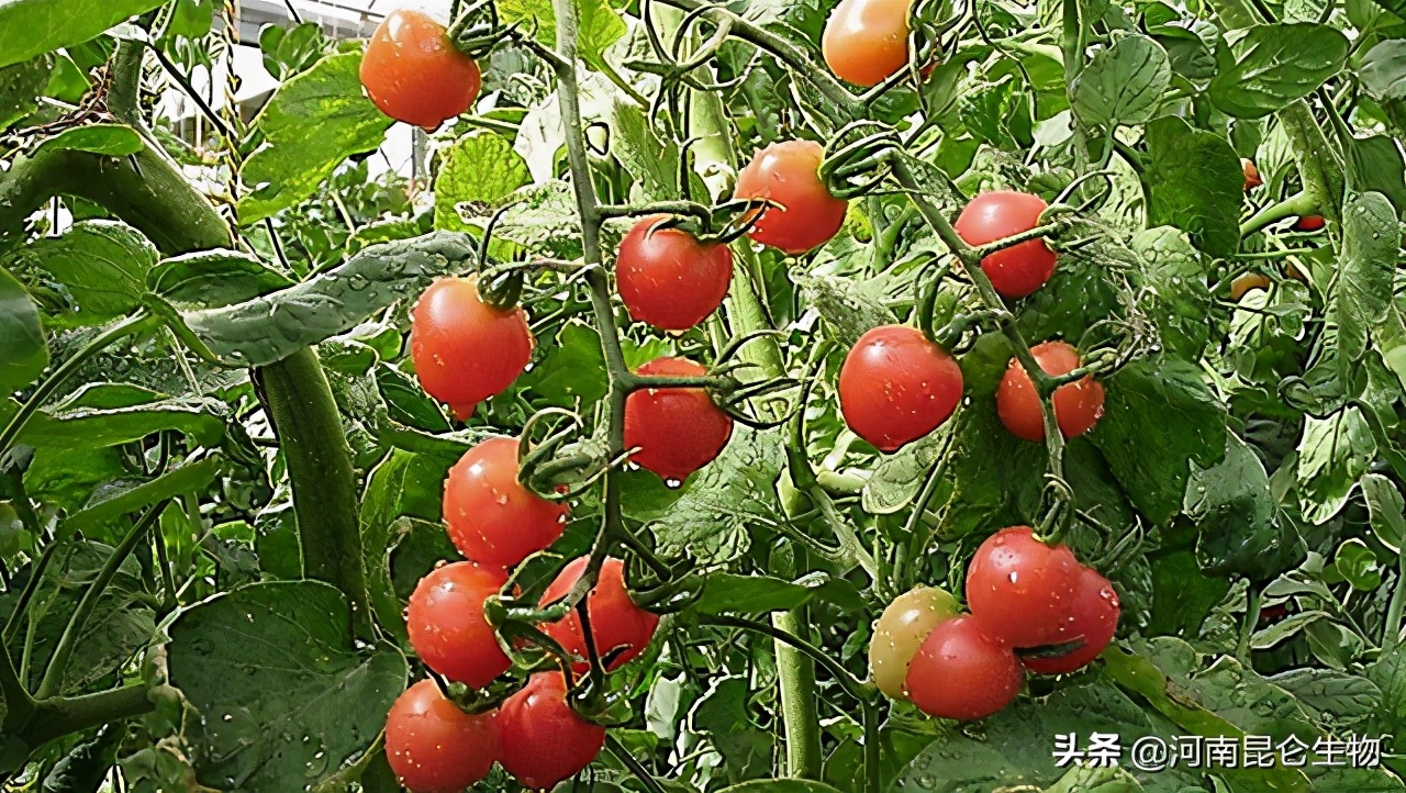 圣女果用什么膨大剂好？圣女果膨大素什么时间打？用什么肥料膨大