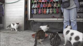 吸猫最高境界图片,吸猫最高境界完整视频