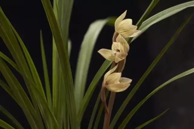 兰花生病长虫怎么办？养兰必知的病虫害和防治方法