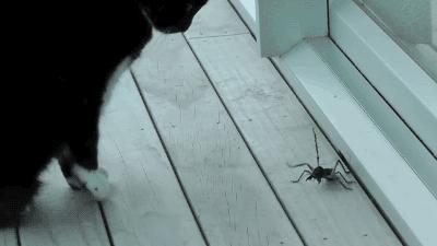 猫咪吃蟑螂该怎么教导,猫咪不小心吃了蟑螂怎么办