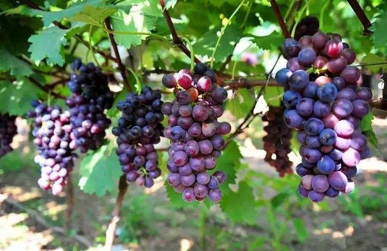 80后女生的创业之路视频,80后农村女孩创业