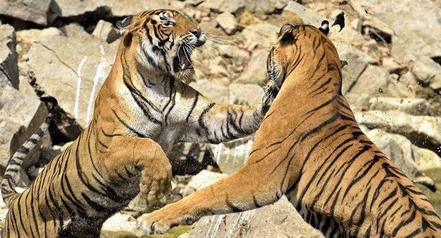 猫科战斗力天花板狮群,狮王猫科战力天花板