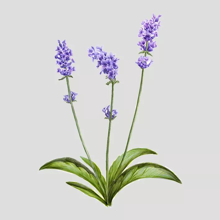 海蓝星薰衣草精油,薰衣草睡眠精油推荐