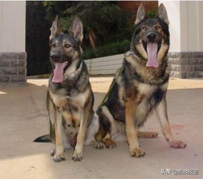 金毛禁养犬名单曲靖,曲靖麒麟区城区养犬标准规定