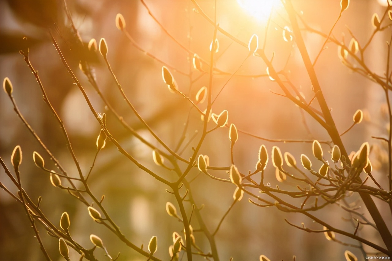 文徵明玉兰图花语,江南四大才子文徵明