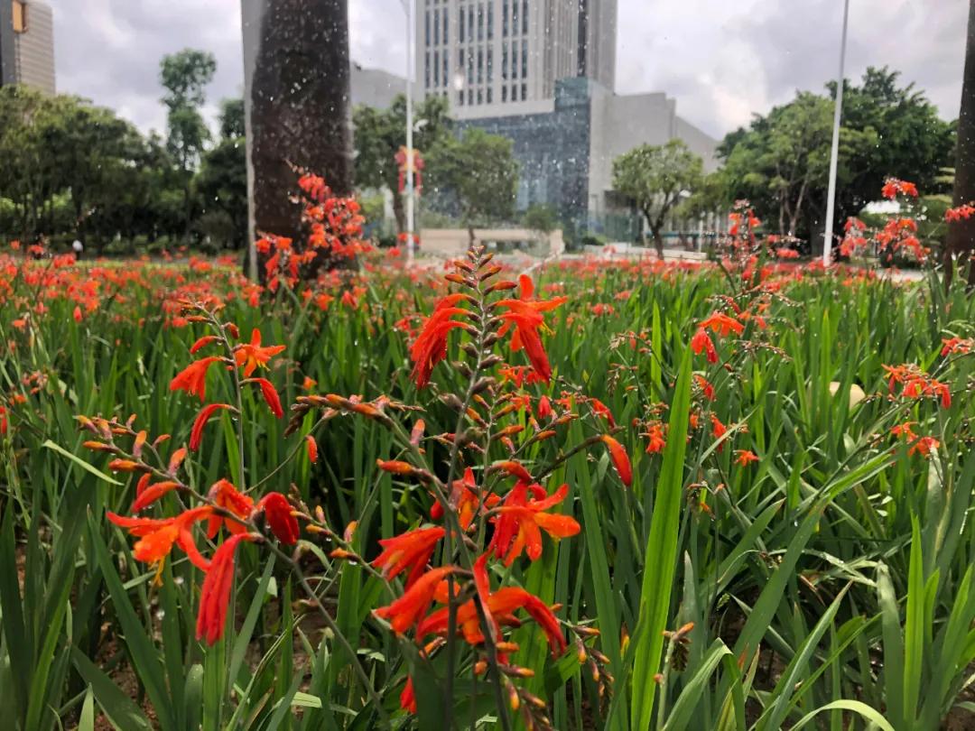 花园庭院设计花卉园艺,花园搭配的草类植物