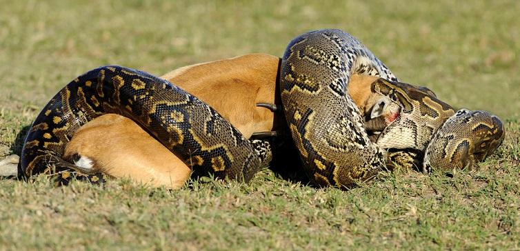 一小区楼下现巨型蟒蛇,一小区发现巨型蟒蛇