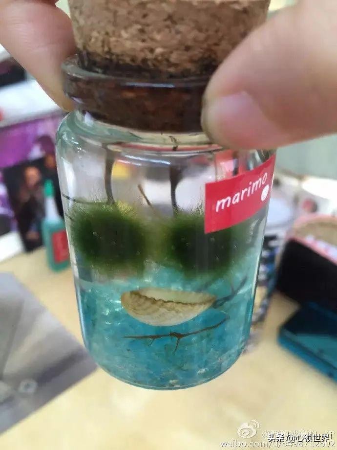 被遗忘在实验室的冰箱里30年之后，它竟然又活了