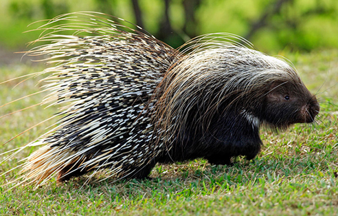 豪猪吃素吗,豪猪是肉食动物还是素食动物