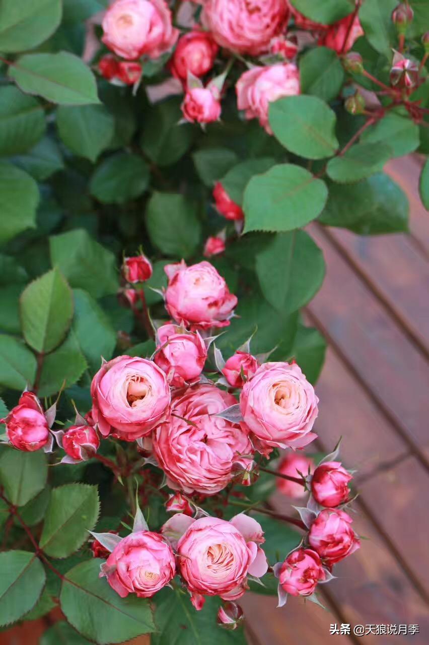 如何打造四季开花的花园,如何打造四季都有花的花园