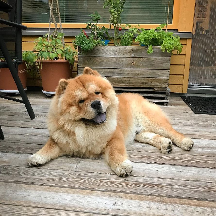 松狮是不是本土,松狮犬来源于中国哪里