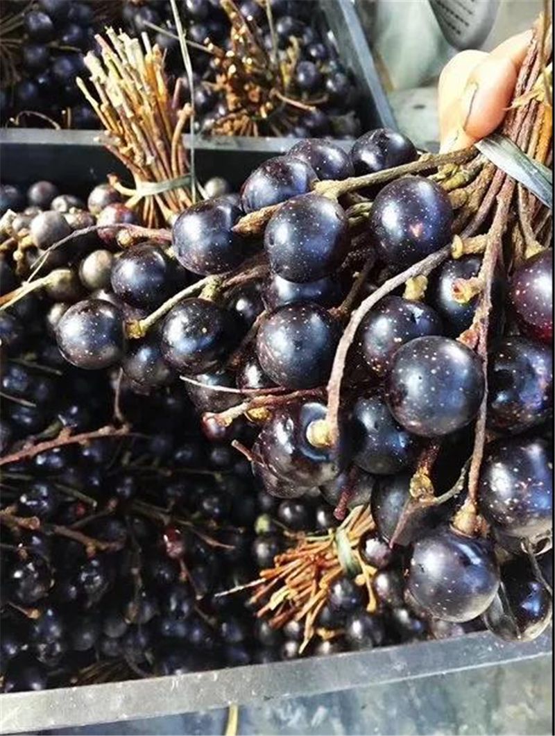 9月份云南有什么好吃水果,云南瓜果飘香有你最爱的吗