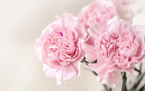 谁言寸草心报得三春晖句意,谁言寸草心报得三春晖动作