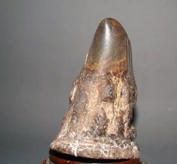 文玩背后的阴暗——鲜血淋漓惨不忍睹！人性居然能恶毒到如此地步