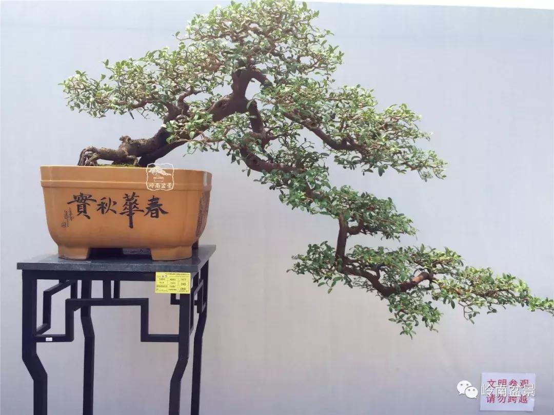 临水式金弹子盆景图片大全欣赏,看盆景展里赏心悦目的盆景