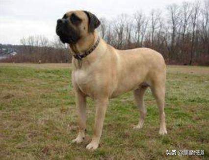 金毛禁养犬名单曲靖,曲靖麒麟区城区养犬标准规定