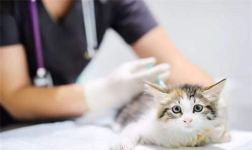 猫突然掉一大块毛是猫癣吗,猫舍买的猫有猫癣该怎么办