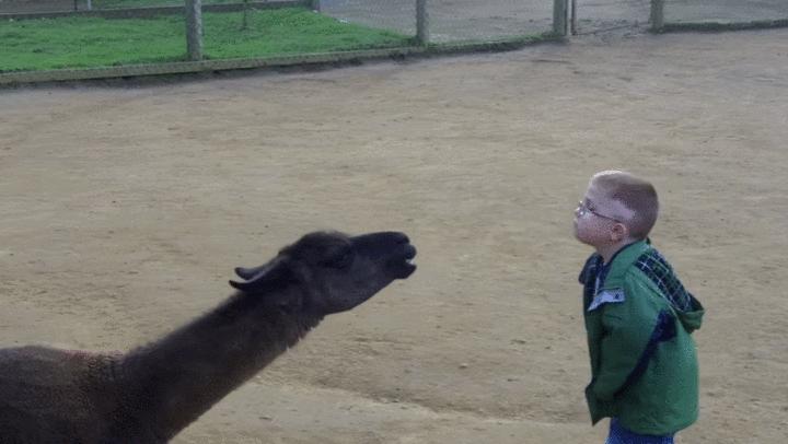 神兽羊驼吐口水,网络神兽羊驼一言不合吐口水