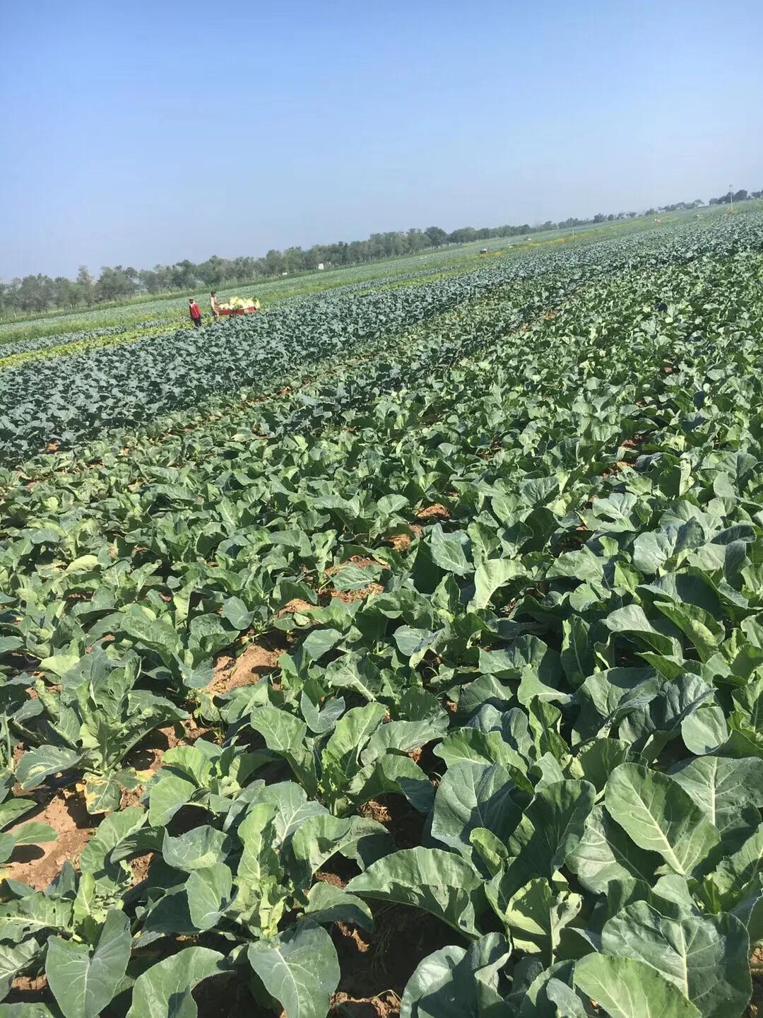 张北天路乌兰布统攻略,天津张北草原天路自驾游攻略