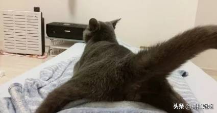 国外一只猫每天自己外出,国外一只猫经常露出奇怪表情