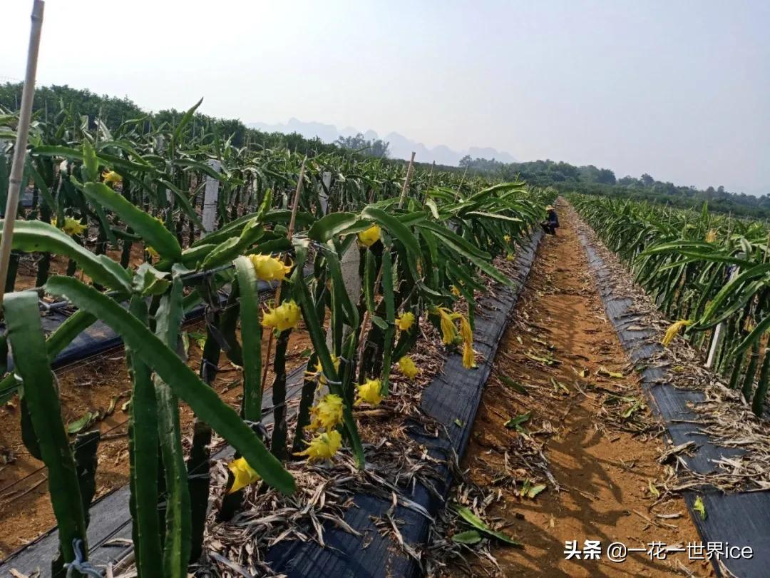 改名后成高端水果，一个60元，却少有农民敢种植，又是吹牛皮？