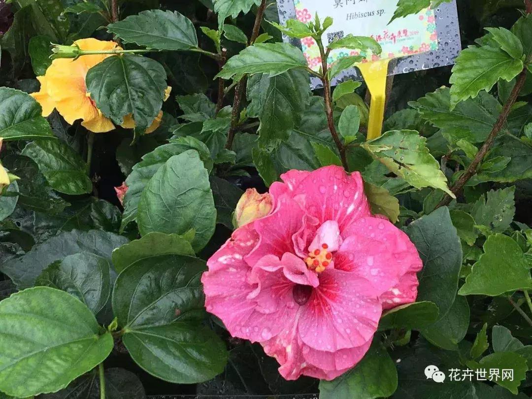 共赴盛会活动,香港国际花卉展