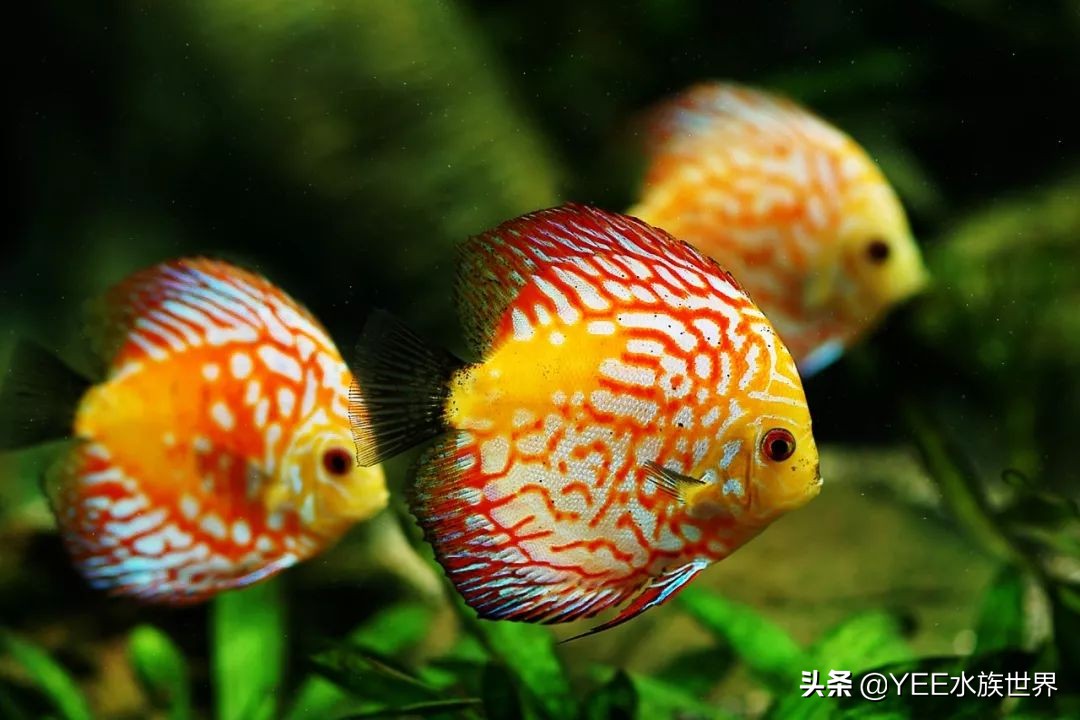 养鱼遇到的问题和解决办法,养鱼太麻烦了