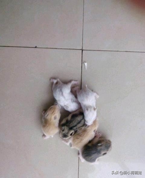 仓鼠肚子底下为什么都是鲜红色?主人惊惶失色,扒开却直呼赚大了