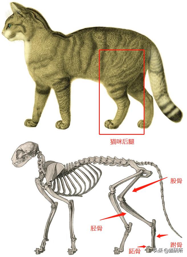 猫咪到底能跳多高,猫咪能跳多高