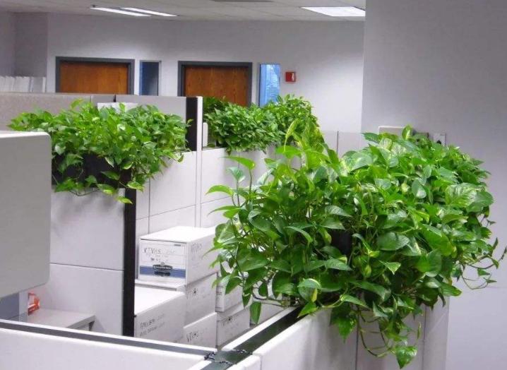 土培绿萝烂根的原因及解决方法,土栽绿萝黄叶怎么补救