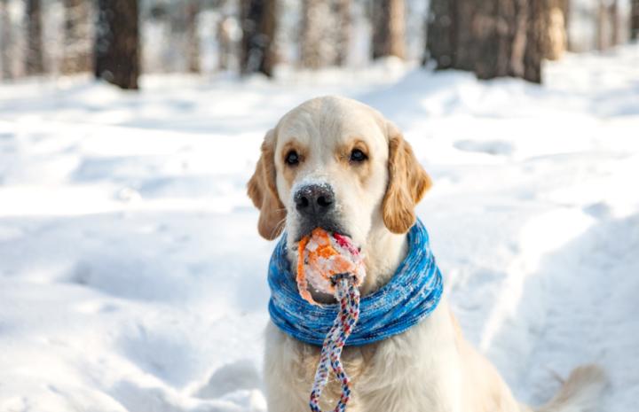狗狗伤口怎么止血最快方法,狗狗快速止血的方法