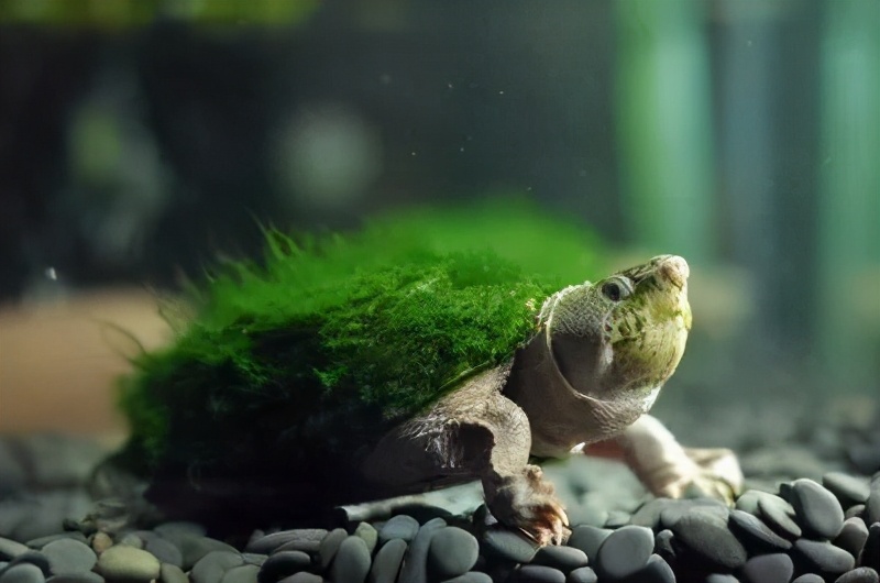 记录神兽的成长历程,9年神兽的成长历程