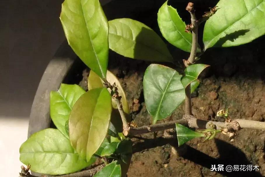 盆栽红豆杉落叶干枯怎么办,盆栽桔子树落叶是怎么回事