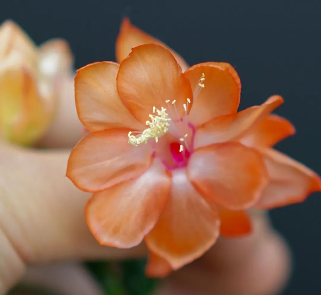 蟹爪兰一盆3个颜色,蟹爪兰100品种图片