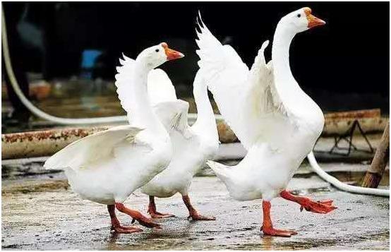 一只蛋鹅的成本和利润,大鹅养殖利润及成本